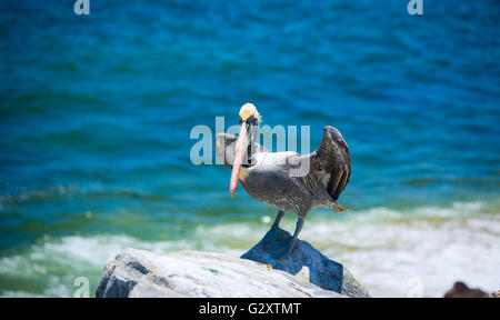 Oiseau pelican . vivant sur l'océan. Nord Banque D'Images