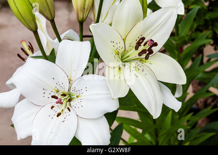 Lillies à l'intérieur de la serre au Jardins de Threave, près de Castle Douglas, Dumfries et Galloway, Écosse Banque D'Images