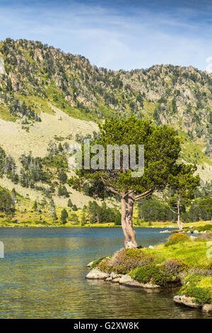 Pin (Pinus nigra) sur le côté de la Lac Aumar dans les Pyrénées. Banque D'Images