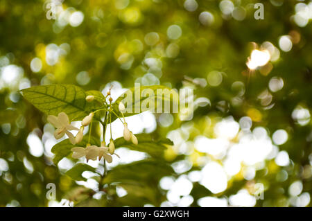 De l'eau Gros plan fleurs de jasmin, Wrightia religiosa (Apocynaceae), avec l'arrière-plan flou. Banque D'Images