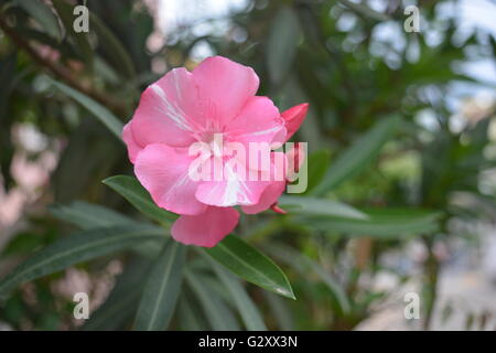 Oleander fleur en plant Banque D'Images