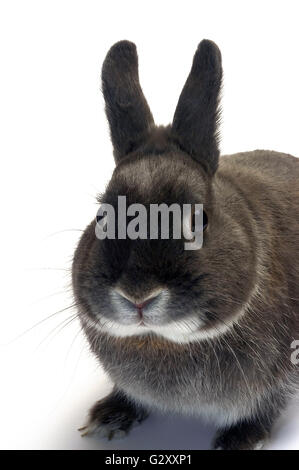 Portrait d'un lapin nain photographié en studio sur fond blanc Banque D'Images