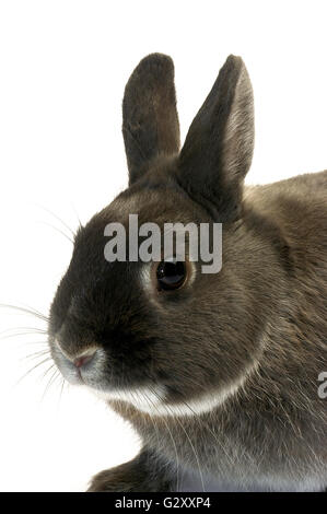 Portrait d'un lapin nain photographié en studio sur fond blanc Banque D'Images