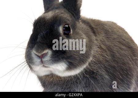 Portrait d'un lapin nain photographié en studio sur fond blanc Banque D'Images