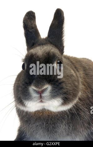 Portrait d'un lapin nain photographié en studio sur fond blanc Banque D'Images