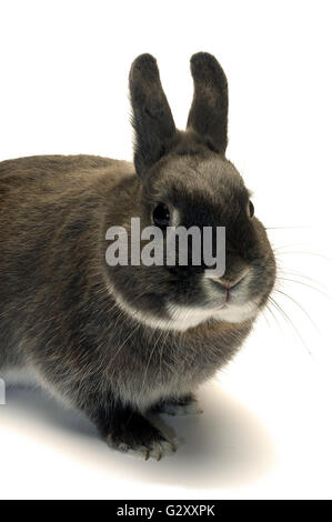 Portrait d'un lapin nain photographié en studio sur fond blanc Banque D'Images