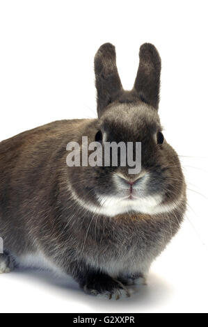 Portrait d'un lapin nain photographié en studio sur fond blanc Banque D'Images