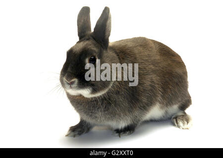 Portrait d'un lapin nain photographié en studio sur fond blanc Banque D'Images