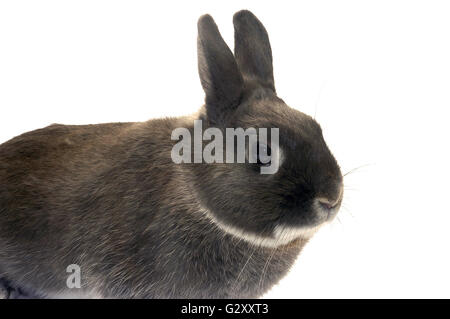 Portrait d'un lapin nain photographié en studio sur fond blanc Banque D'Images