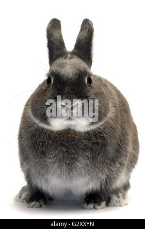 Portrait d'un lapin nain photographié en studio sur fond blanc Banque D'Images