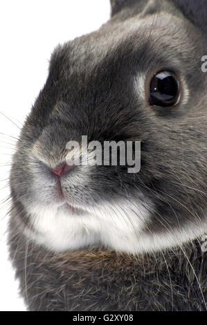 Portrait d'un lapin nain photographié en studio sur fond blanc Banque D'Images