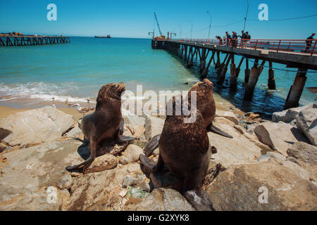 Nourrir les pélicans et les lions de mer dans le patrimoine mondial de l'Unesco ville portuaire de Valparaiso au Chili. Banque D'Images