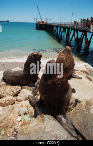 Nourrir les pélicans et les lions de mer dans le patrimoine mondial de l'Unesco ville portuaire de Valparaiso au Chili. Banque D'Images