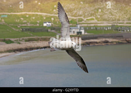 Le Fulmar boréal en vol au dessus de la baie du Village St Kilda montrant la base civile Banque D'Images