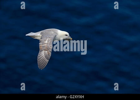 Le Fulmar boréal en vol au dessus de la mer près de St Kilda Banque D'Images