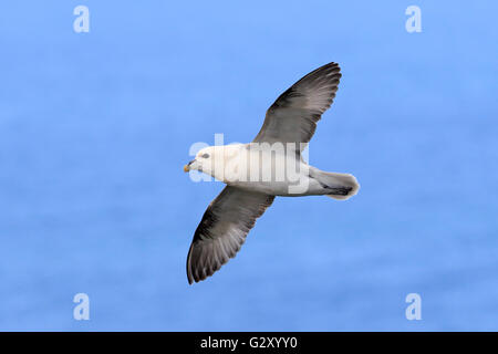 Le Fulmar boréal en vol au dessus de la mer près de St Kilda Banque D'Images