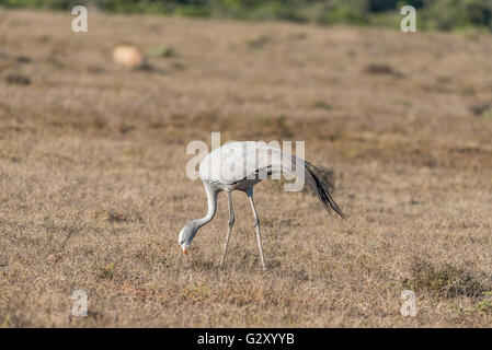 L'oiseau national d'Afrique du Sud, la grue de paradis Anthropoides paradiseus (ou Grus paradisea). C'est une espèce en voie de disparition Banque D'Images