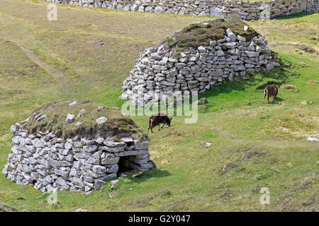 Parmi les moutons Soay cleits sur St Kilda Banque D'Images