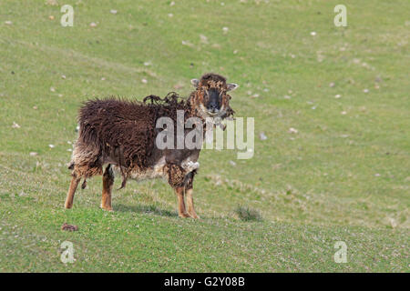 Moutons Soay sur Hirta sur l'île de St Kilda Banque D'Images