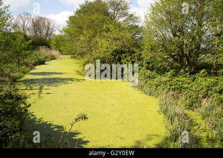 Les mauvaises herbes étang vert algues poussant sur la surface d'eau, rivière Tang, Boyton, Suffolk, Angleterre, RU Banque D'Images