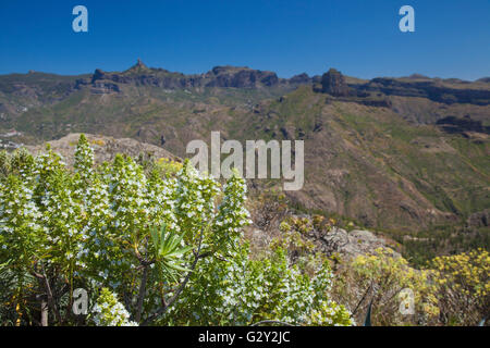 La flore de Gran Canaria - fleurs blanches des Echium decaisnei, Roque Nublo et Roque Bentayga dans l'arrière-plan Banque D'Images