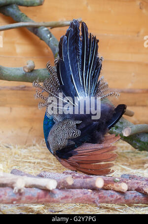 Belle peacock de derrière l'affichage de son plumage. Portrait de peacock avec des plumes. Banque D'Images