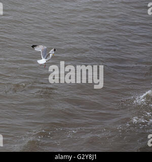 Mouette en avec des ailes vers le haut en arc en vol au-dessus de la mer. Banque D'Images