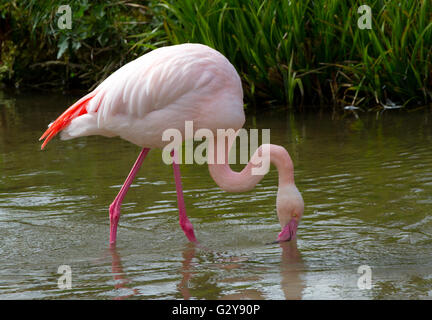 Un flamant rose dans l'eau potable et Banque D'Images