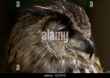 Gros plan de la tête d'un grand captif owl (Bubo bubo) Banque D'Images