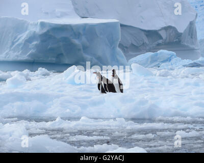 Quatre mignons petits manchots papous (Pygoscelis papua) assis sur la glace de mer, de l'Antarctique Banque D'Images