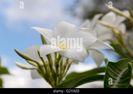 Frangipanier, Plumeria pudica blanc Bouquet de mariée ou dans la nature Banque D'Images