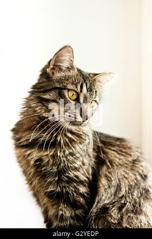 Portrait de chat domestique Banque D'Images