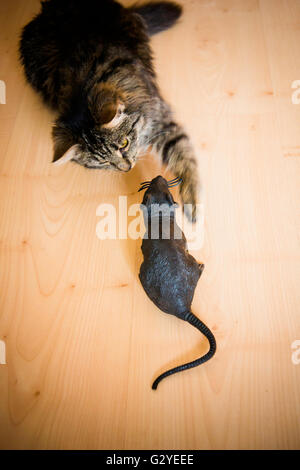 Les tabby chat jouant avec une souris jouet en plastique Banque D'Images