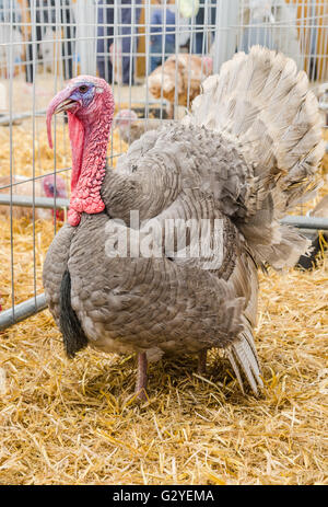 Belle grande Turquie sur une ferme, close-up Banque D'Images