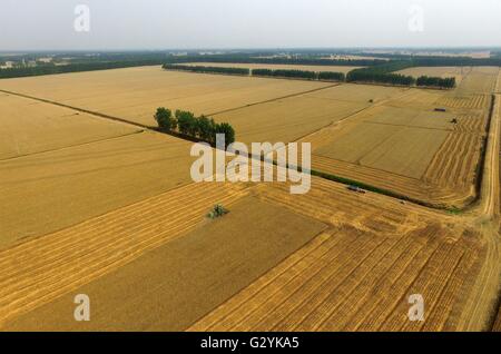 Zhengzhou, Chine, province de Henan. 3 juin, 2016. Les récoltes de blé dans un reaper les champs dans2 Hua Qiang Comté de Zhoukou Ville, province du Henan en Chine centrale, le 3 juin 2016. © Li Bo/Xinhua/Alamy Live News Banque D'Images