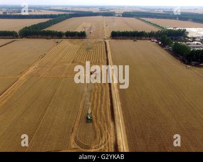 Zhengzhou, Chine, province de Henan. 3 juin, 2016. Les récoltes de blé dans un reaper les champs dans2 Hua Qiang Comté de Zhoukou Ville, province du Henan en Chine centrale, le 3 juin 2016. © Li Bo/Xinhua/Alamy Live News Banque D'Images