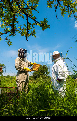 Bathampton Meadows, baignoire, Somerset, Royaume-Uni. 5 juin 2016. Dans le cadre de la fiducie de la faune sauvage '30 jours' les visiteurs s'inscrire à l'Université de Bath's bee research station. Pete Davis (à gauche) de l'Association des apiculteurs baignoire explique l'art de l'élevage d'abeilles pour les visiteurs. Cette importante recherche site est menacé par le projet 'Park and Ride" sur les prairies adjacentes. Crédit : Richard Wayman/Alamy Live News Banque D'Images