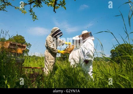 Bathampton Meadows, baignoire, Somerset, Royaume-Uni. 5 juin 2016. Dans le cadre de la fiducie de la faune sauvage '30 jours' les visiteurs s'inscrire à l'Université de Bath's bee research station. Pete Davis (à gauche) de l'Association des apiculteurs baignoire explique l'art de l'élevage d'abeilles pour les visiteurs. Cette importante recherche site est menacé par le projet 'Park and Ride" sur les prairies adjacentes. Crédit : Richard Wayman/Alamy Live News Banque D'Images