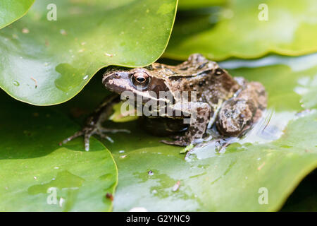 5 juin 2016. Météo britannique. Une grenouille rousse (Rana temporaria) cools off parmi l'ombre des nénuphars dans un étang de la faune le jardin dans l'East Sussex, Royaume-Uni. Credit : Ed Brown/Alamy Live News Banque D'Images