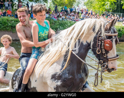 Appleby-in-Westmorland, Cumbria, Royaume-Uni. 5 juin 2016. Les voyageurs montent leurs chevaux dans la rivière Eden avant de les échanger à Appleby Horse fair ; un lieu de rencontre traditionnel pour les voyageurs de toutes les régions du Royaume-Uni. © Robert Smith/Alamy Banque D'Images