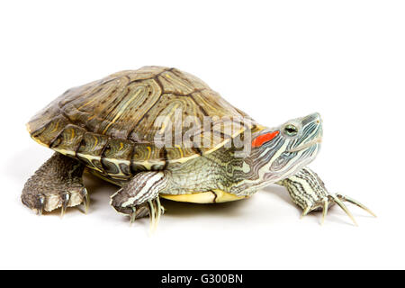 Funny tortue verte sur le défilé ou marcher autour de isolé sur fond blanc Banque D'Images