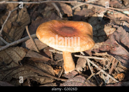 Hygrophoropsis aurantiaca, fausse chanterelle à Kinglake NP, Victoria, Australie Banque D'Images