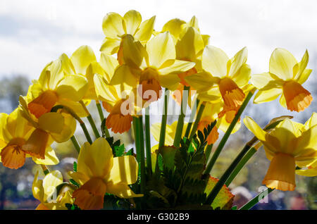 Fleurs simples jaune jonquilles sur les vitres en plein soleil Banque D'Images