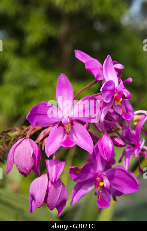 Sri Lanka, Ella, orchidées pourpres de plus en jardin de CHC Ella Rest House Banque D'Images