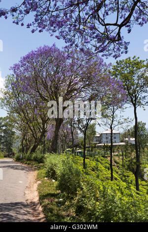 Sri Lanka, Ella, Passara Rd, la floraison d'arbres Jacaranda à Newburgh usine de thé vert Banque D'Images