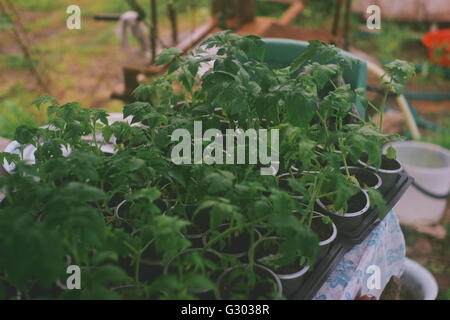 Préparé pour planter les semis de tomates. Banque D'Images