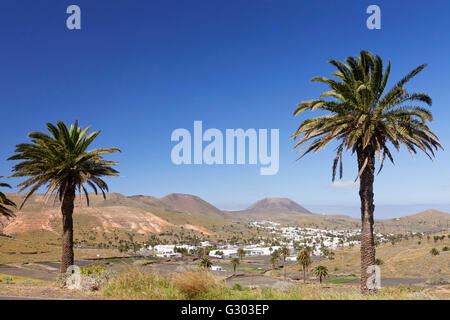 Haría, vallée des Mille Palmiers, Lanzarote, îles Canaries, Espagne Banque D'Images