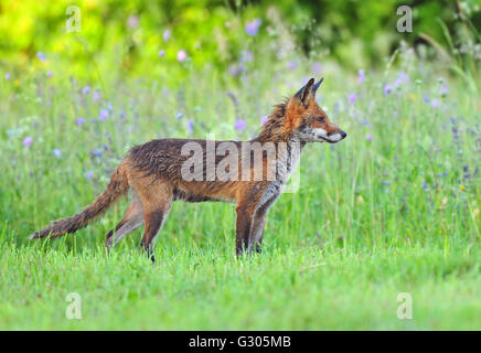 Red Fox dans un champ Banque D'Images