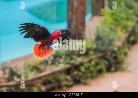 Recto verso rouge femelle Eclectus Parrot Banque D'Images