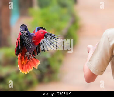 Recto verso rouge femelle Eclectus Parrot Banque D'Images